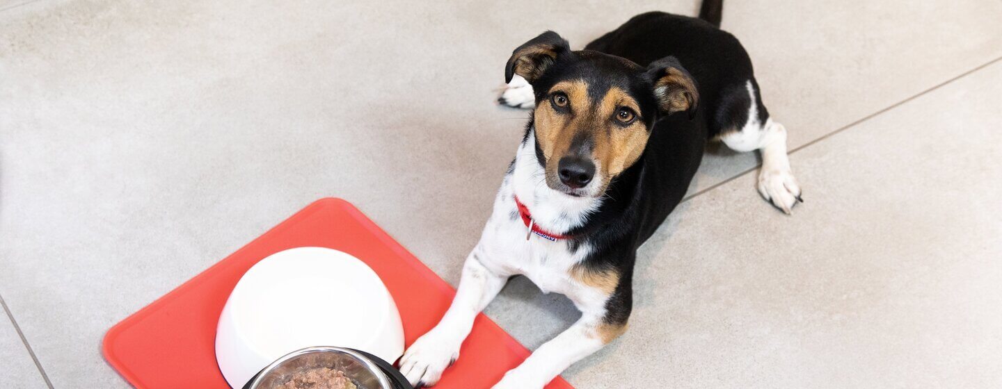 Can 8 week old hotsell puppies eat dry food